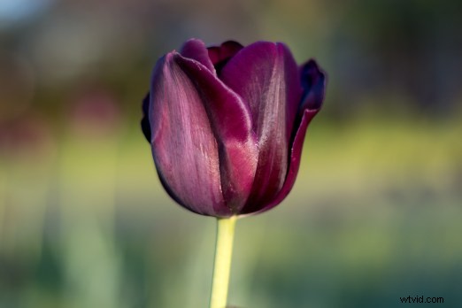 Master Effortless Color Adjustments in Lightroom for Stunning Results