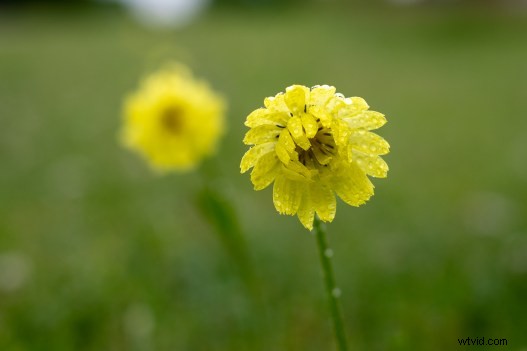 Master Effortless Color Adjustments in Lightroom for Stunning Results