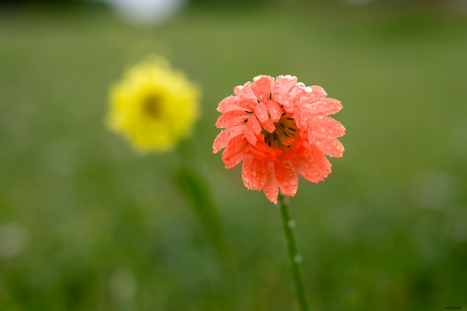 Master Effortless Color Adjustments in Lightroom for Stunning Results