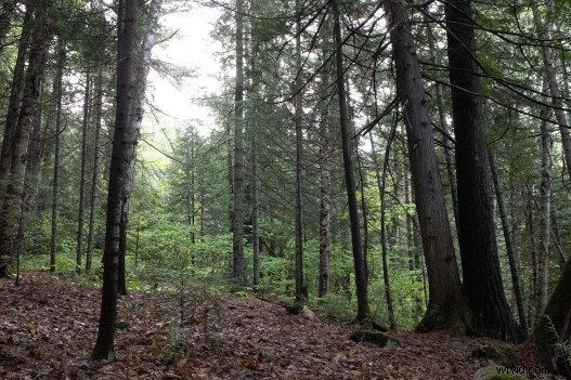 Master Effortless Color Adjustments in Lightroom for Stunning Results