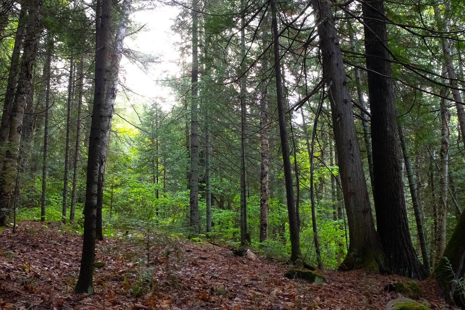 Master Effortless Color Adjustments in Lightroom for Stunning Results