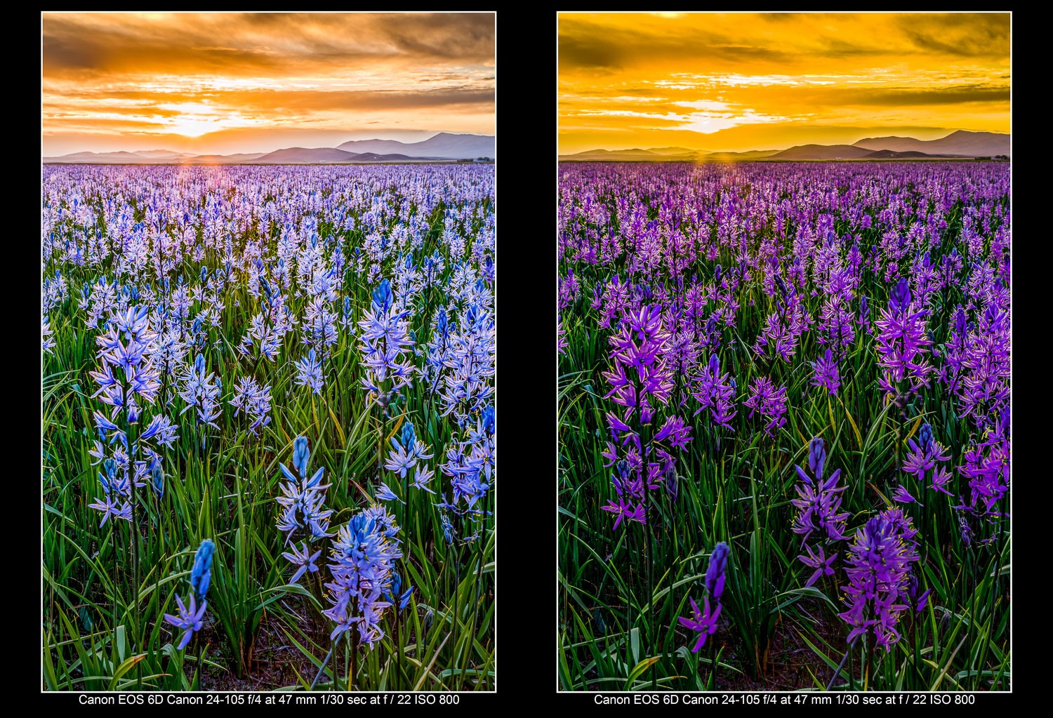 Master Creative Color Changes with Lightroom s New Hue Control
