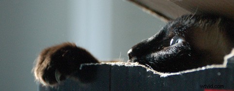 4 Proven Photoshop Techniques to Make Your Photos Pop with Drama