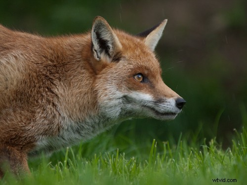 Master Image Sharpening in Photoshop: Pro Techniques for Crisp, Professional Results