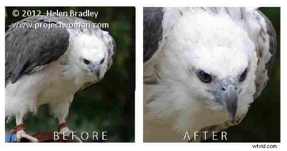 How to Crop to Fixed Aspect Ratios in Photoshop (4x6, 5x7, 1:1 Guide)