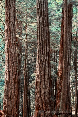 Master Motion Blur Effects in Photoshop: Step-by-Step Tutorial