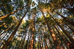 Master Motion Blur Effects in Photoshop: Step-by-Step Tutorial