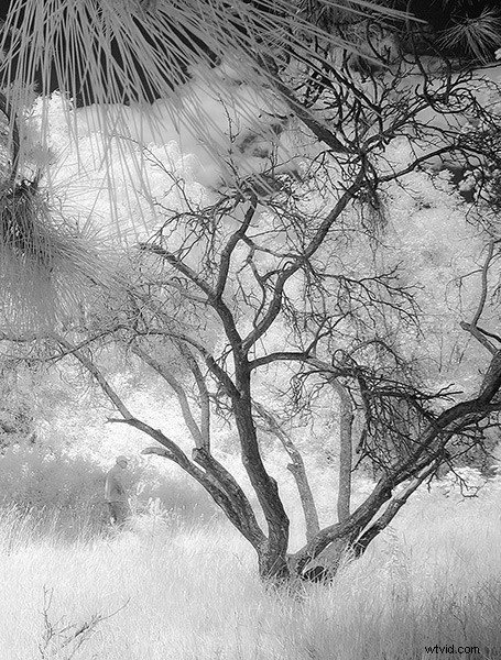 5 Expert Photoshop Techniques for Stunning Infrared Photo Processing