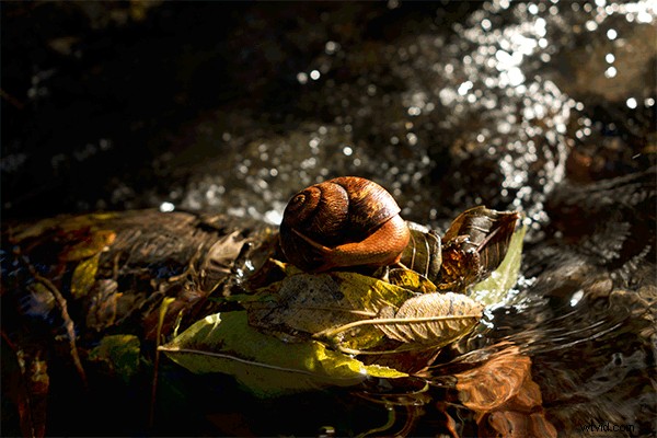 Master 4 Stunning Lighting Effects in Photoshop: Pro Tutorials