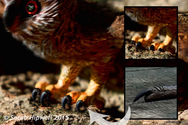 Master Photoshop s Warp Command: 4 Essential Techniques for Stunning Transformations