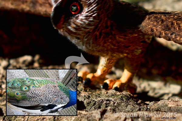 Master Photoshop s Warp Command: 4 Essential Techniques for Stunning Transformations