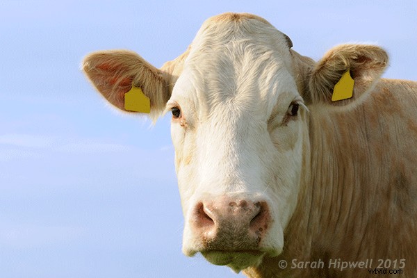 Master Photoshop s Warp Command: 4 Essential Techniques for Stunning Transformations