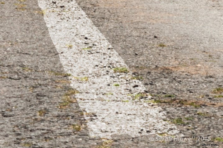 Master Displacement Maps in Photoshop: Create Stunning Effects Like Film Noir