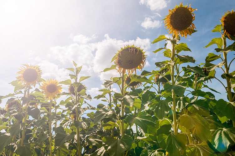 Master Realistic Lens Flare and Dust Particles in Photoshop: Pro Tutorial