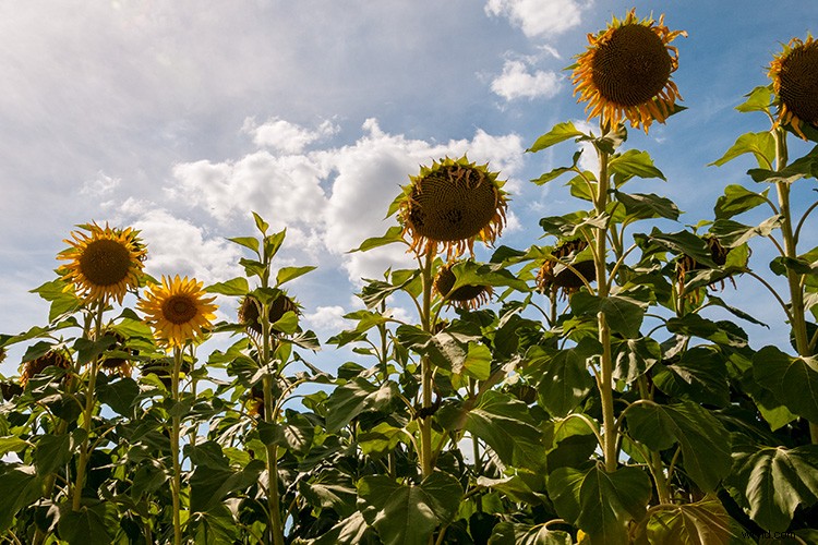 Master Realistic Lens Flare and Dust Particles in Photoshop: Pro Tutorial