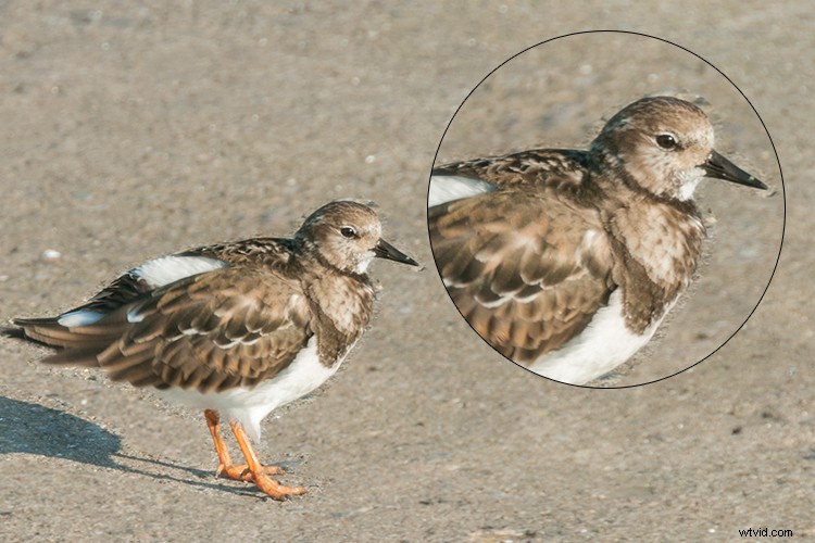 Master the Patch Tool in Photoshop: Step-by-Step Tutorial