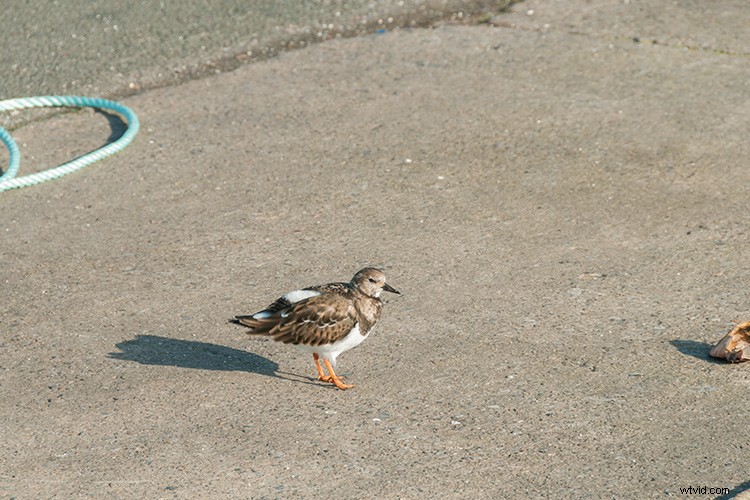 Master the Patch Tool in Photoshop: Step-by-Step Tutorial