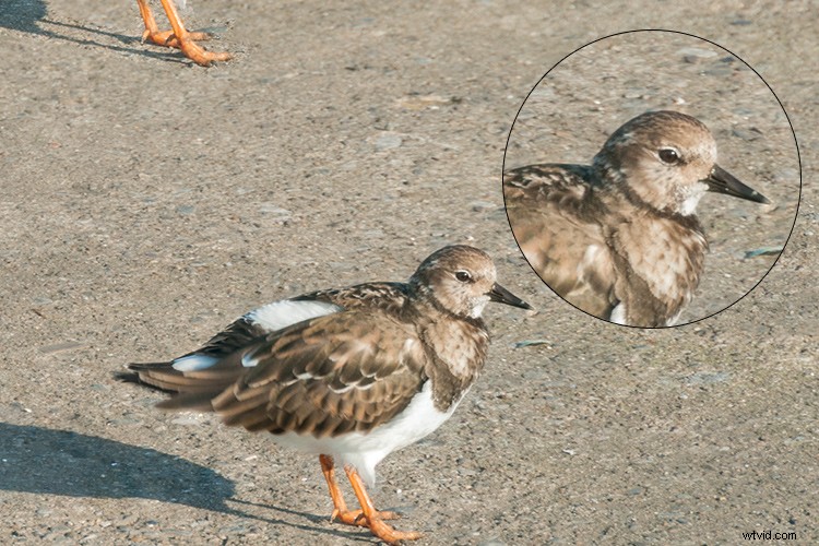 Master the Patch Tool in Photoshop: Step-by-Step Tutorial