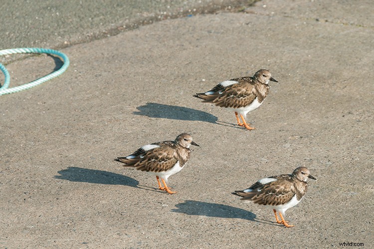 Master the Patch Tool in Photoshop: Step-by-Step Tutorial