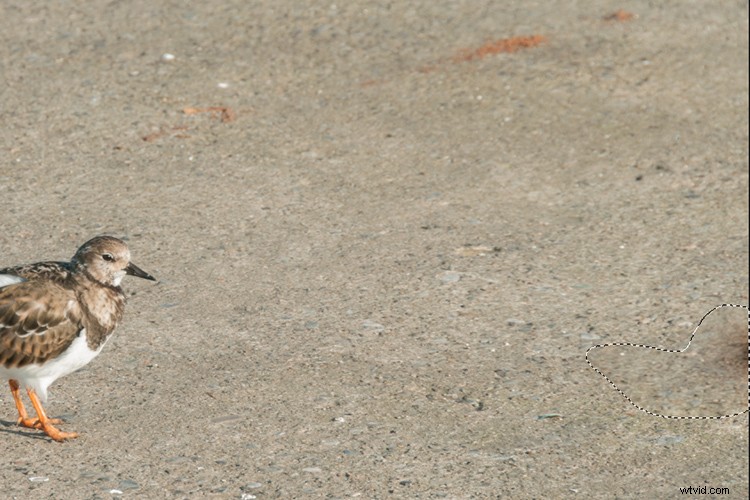 Master the Patch Tool in Photoshop: Step-by-Step Tutorial