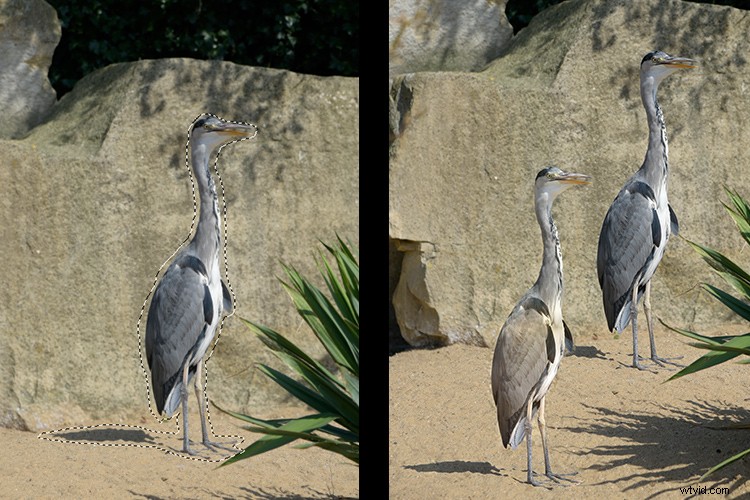 Master the Patch Tool in Photoshop: Step-by-Step Tutorial