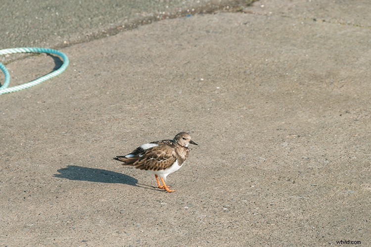 Master the Patch Tool in Photoshop: Step-by-Step Tutorial