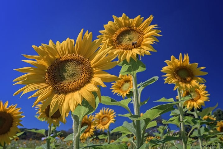 Expert Photoshop Guide: Sharpen Images with the High Pass Filter