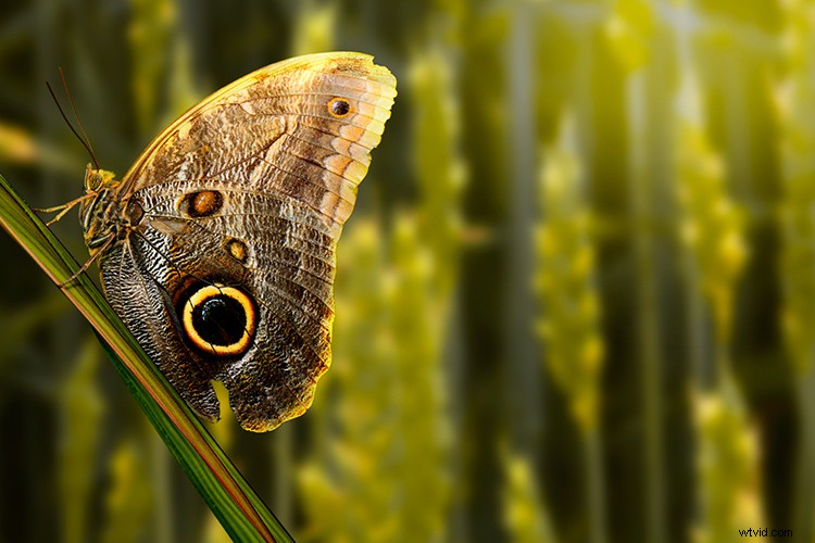 Create Dramatic Rim Light Effects in Photoshop: Step-by-Step Guide