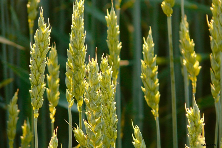 Create Dramatic Rim Light Effects in Photoshop: Step-by-Step Guide