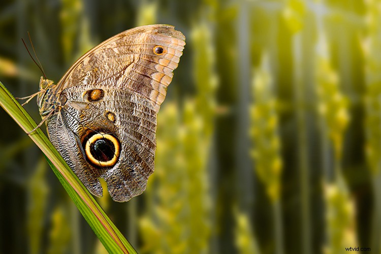 Create Dramatic Rim Light Effects in Photoshop: Step-by-Step Guide