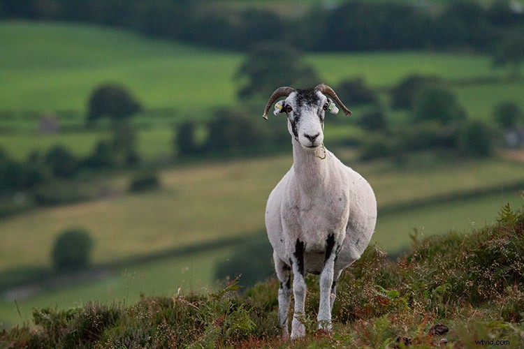 Master Black & White Photo Conversion in Photoshop: Expert Guide