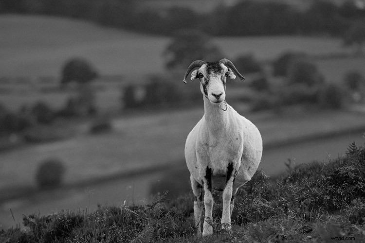 Master Black & White Photo Conversion in Photoshop: Expert Guide