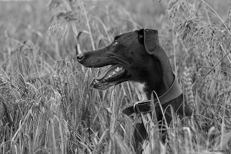 Master Black & White Photo Conversion in Photoshop: Expert Guide