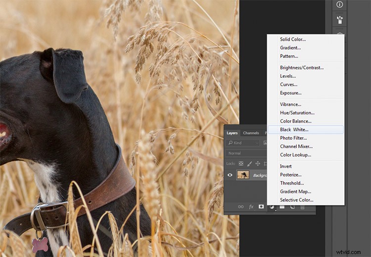 Master Black & White Photo Conversion in Photoshop: Expert Guide