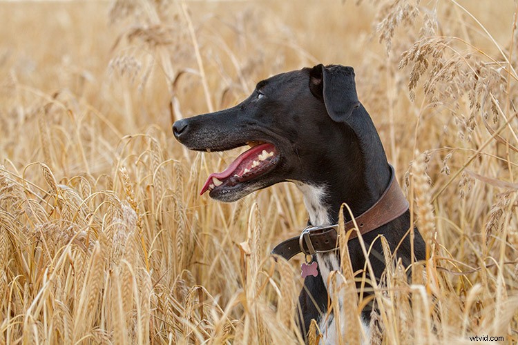 Master Black & White Photo Conversion in Photoshop: Expert Guide