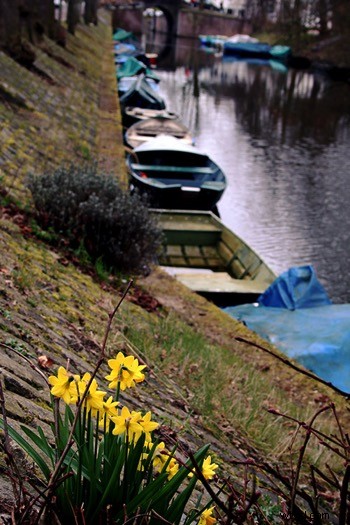 Master Photo Contrast in Photoshop: Curves and Levels Adjustment Guide