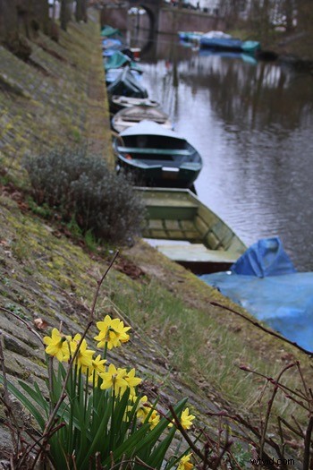 Master Photo Contrast in Photoshop: Curves and Levels Adjustment Guide