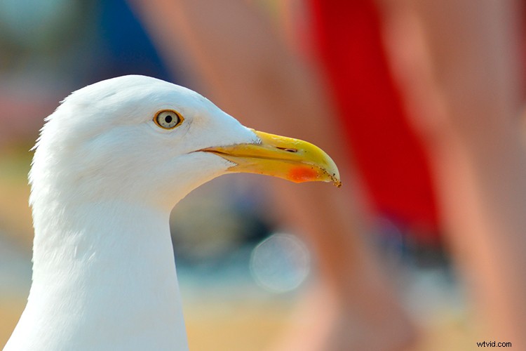 Create Stunning Double Exposure Effects in Photoshop: Step-by-Step Guide