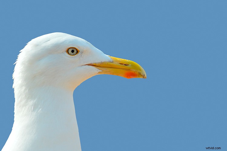 Create Stunning Double Exposure Effects in Photoshop: Step-by-Step Guide