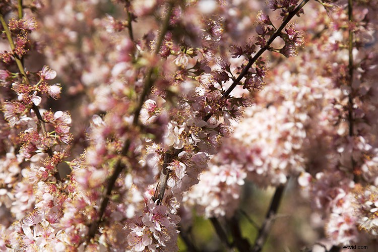 Master Pixel Stretching in Photoshop: Step-by-Step Guide for Photographers