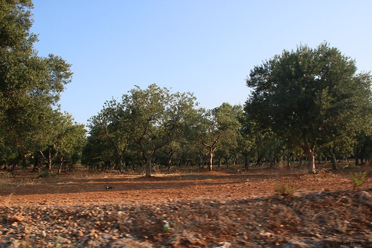 Create Stunning Little Planet Effects in Photoshop: Quick & Easy Guide