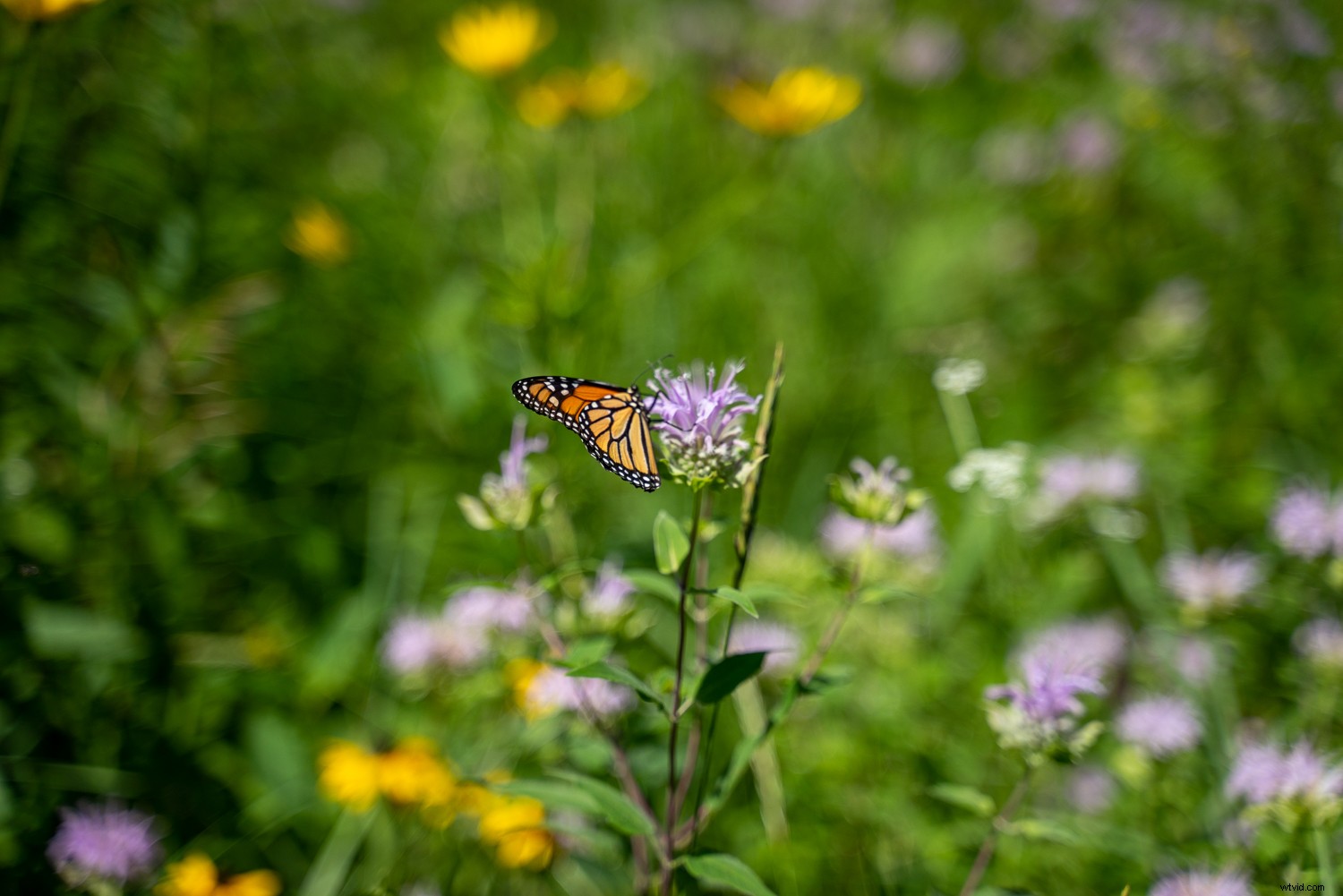 Create Stunning Swirly Bokeh in Photoshop: Helios Lens Effect Tutorial