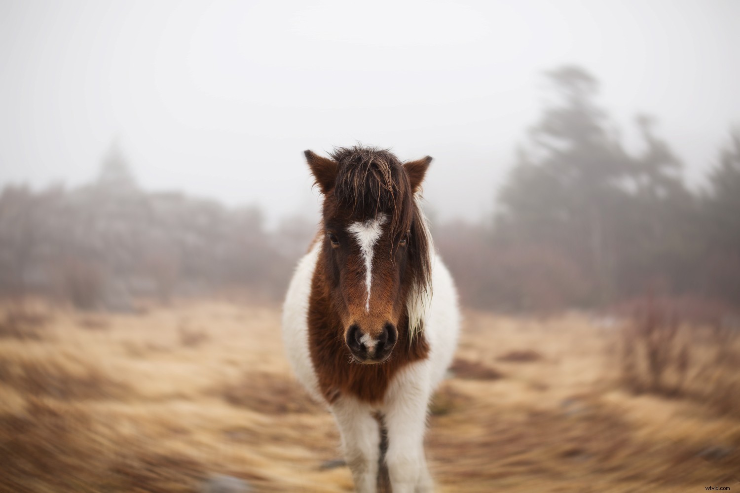 Create Stunning Swirly Bokeh in Photoshop: Helios Lens Effect Tutorial