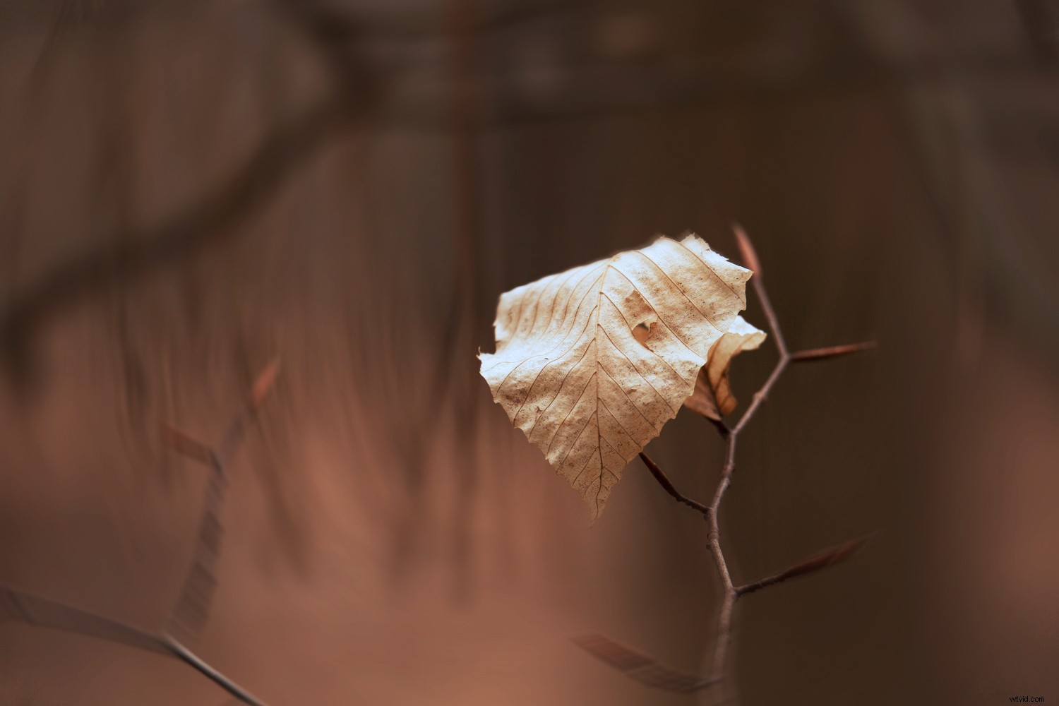 Create Stunning Swirly Bokeh in Photoshop: Helios Lens Effect Tutorial