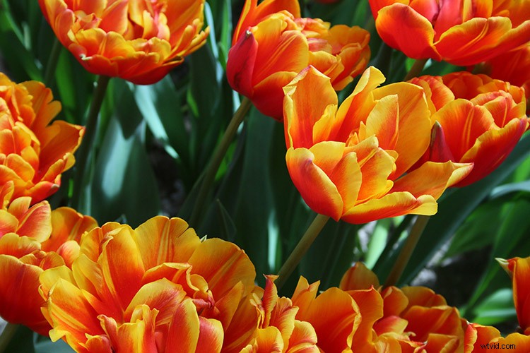 Create Realistic Shallow Depth of Field in Photoshop: Step-by-Step Tutorial