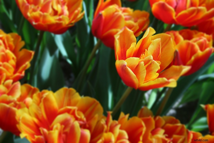 Create Realistic Shallow Depth of Field in Photoshop: Step-by-Step Tutorial