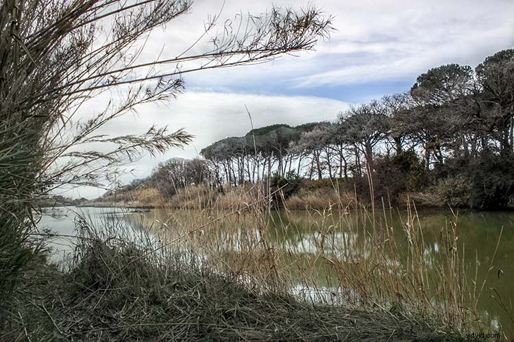 Master Non-Destructive Photoshop Workflows: Unlock Smart Objects for Pro Editing