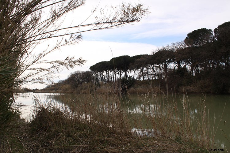 Master Non-Destructive Photoshop Workflows: Unlock Smart Objects for Pro Editing