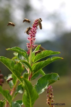 Transform Your Photo into a Stunning Cartoon Drawing with Photoshop: Step-by-Step Tutorial