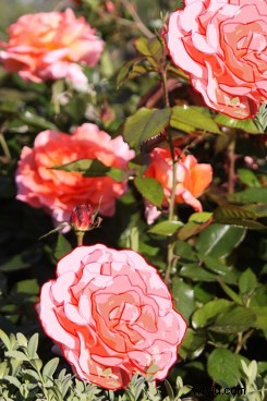 Transform Your Photo into a Stunning Cartoon Drawing with Photoshop: Step-by-Step Tutorial